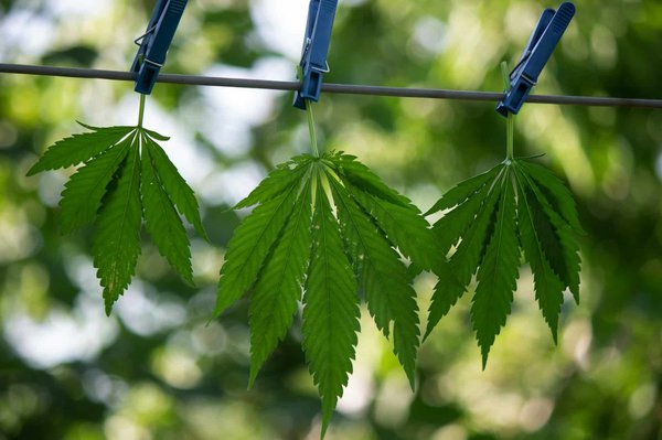 Comment intégrer des pratiques d'agriculture durable dans la chaîne d'approvisionnement d'une marque alimentaire ?